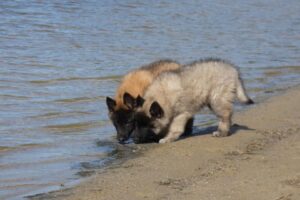 K9 Voedingssupplementen