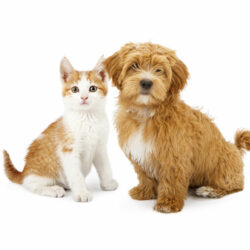 A cute little Havanese puppy and an orange tabby kitten sitting together