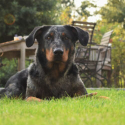 beauceronami-de-la-campagne